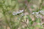 White snakeroot